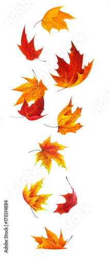 Isolated maple leaves. Falling red and orange maple leaves isolated on white background with clipping path