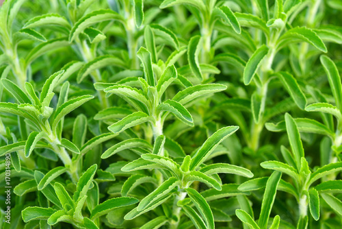 Stevia green plant photo