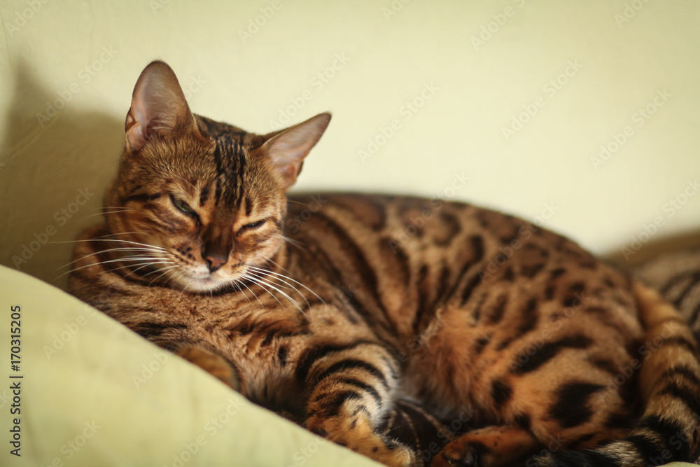 бенгальская кошка на диване 