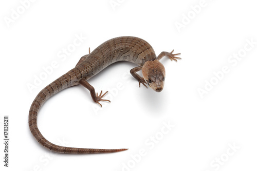 The pink-tongued skink isolated on white background