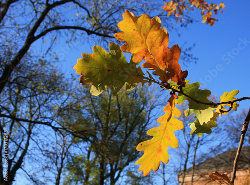 Eichenblätter im Herbst mit Herbstfärbung photo