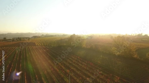Vigne e vigneti con drone