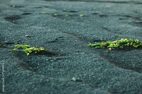 Black Beach with plants