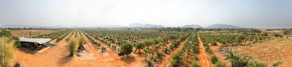 Mango tree, local agricultural gardens Thailand, Asia, Panorama