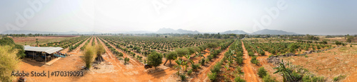 Mango tree, local agricultural gardens Thailand, Asia, Panorama