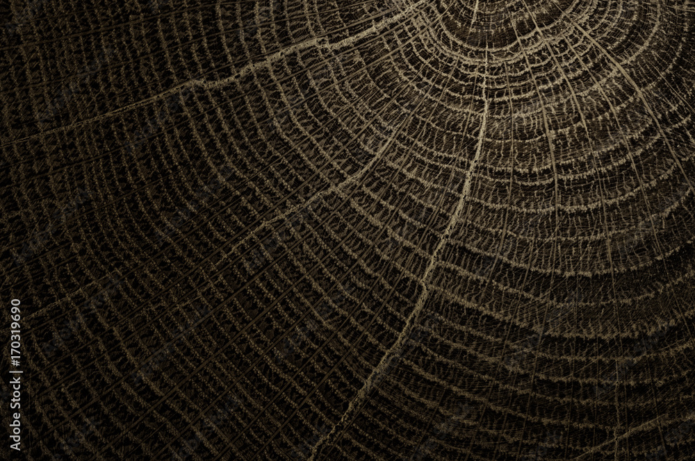 Fototapeta premium Natural wood raw texture