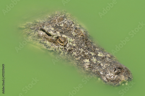 Нильский крокодил крупным планом. Африка, Тунис, крокодиловая ферма. Портрет крокодила
