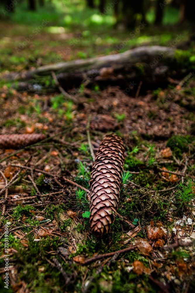 Fir Cone in Forest