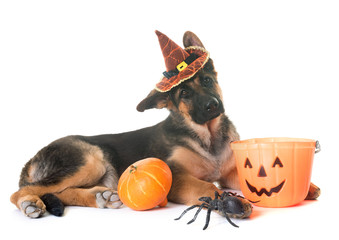puppy german shepherd and halloween