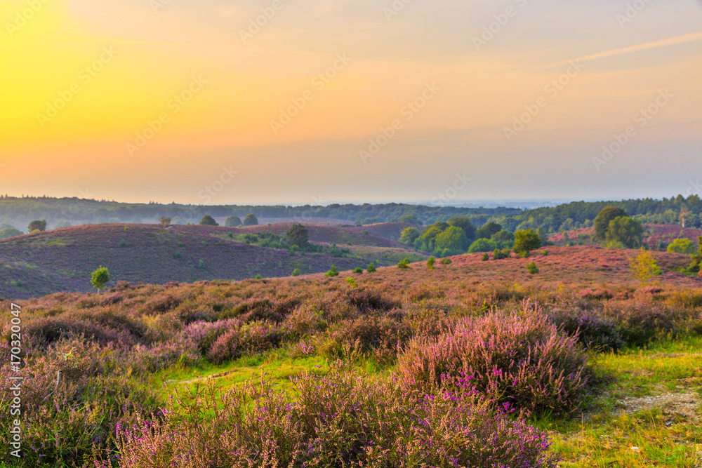 Sunrise on the Posbank in National Park Veluwezoom with flowering Heather and foggy landscape on the background
