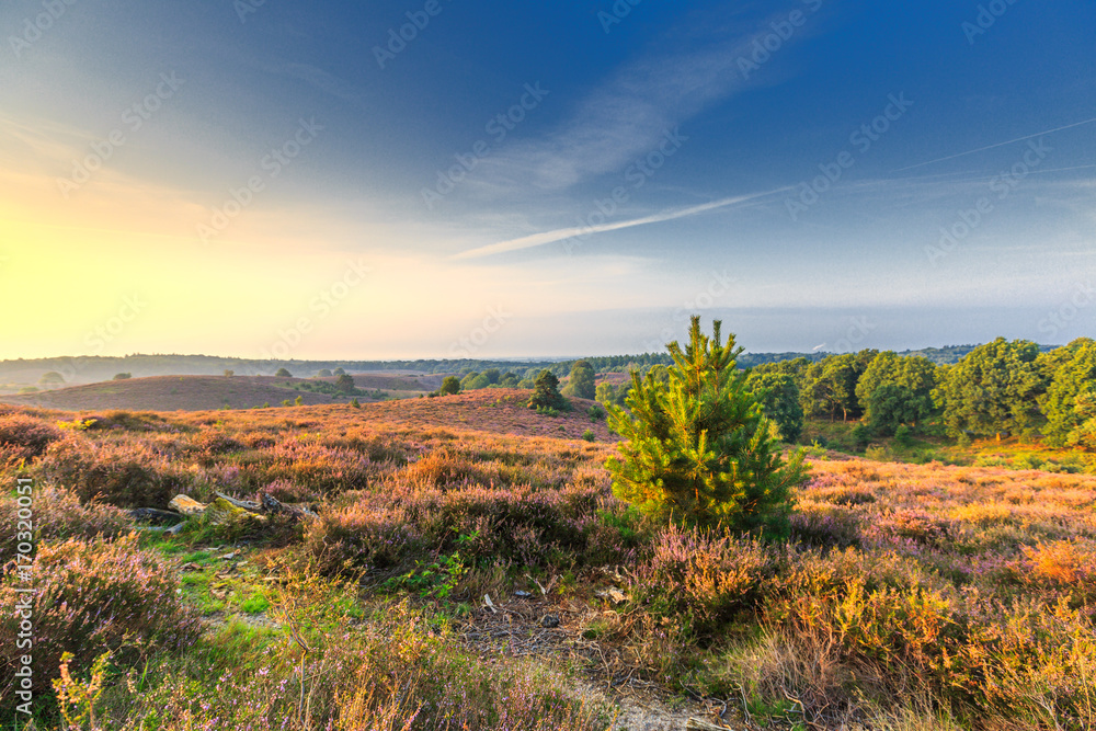 Sunrise on the Posbank in National Park Veluwezoom with flowering Heather and foggy landscape on the background