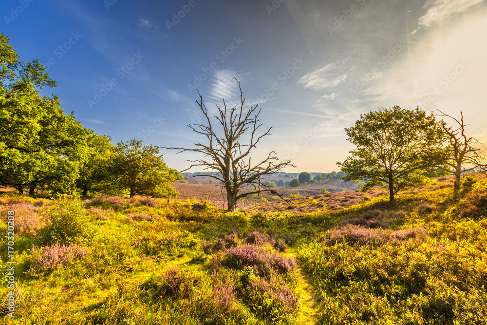 Sunrise landscape the Posbank with flowering Heather fields and dead tree