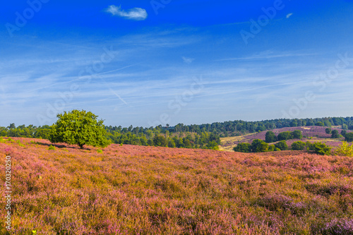 Viewpoint from the Posbank with flowering Heather, Calluna vulgaris, during beautiful Sunrise