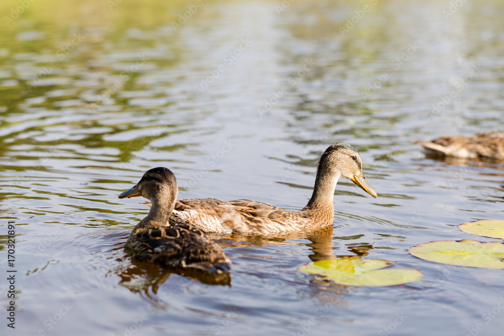 Cue ducks, mallard, Anas platyrhynchos, swimming in lake sunny day