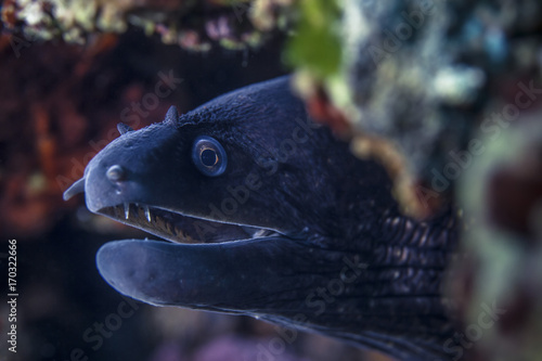 Mediterranean Moray, close-up, Adriatic Sea photo