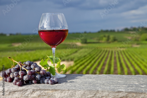 Verre de vin rouge dans les vignes