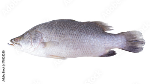 Fresh Snapper fish isolated on a white background