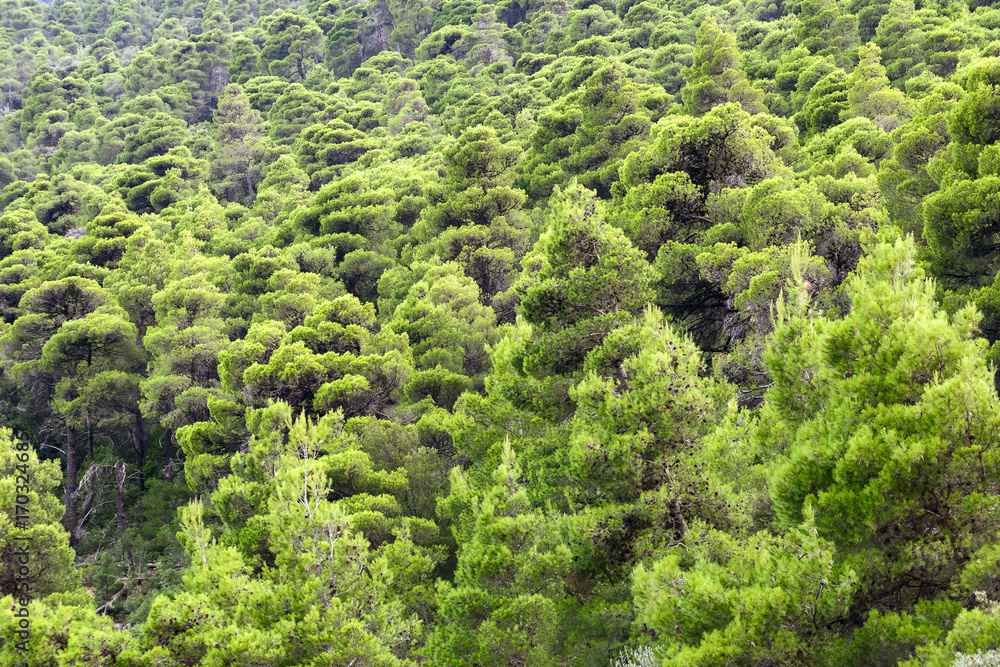 Thick and fluffy fir forest on the hillside Thick and fluffy fir forest on the hillside