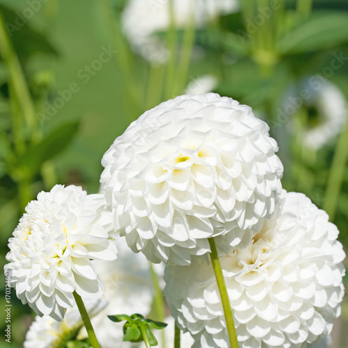 Fototapeta Naklejka Na Ścianę i Meble -  Dahlien, Dahlias