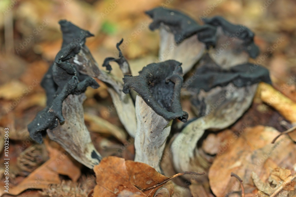 Fototapeta premium Toten- oder Herbsttrompete (Craterellus cornucopioides)