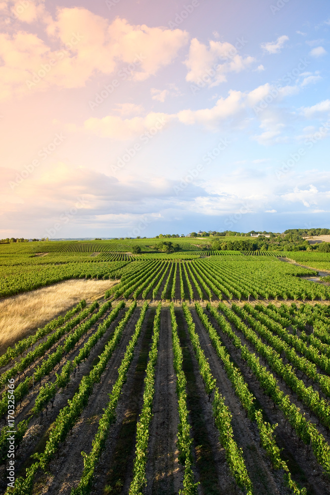 Fototapeta premium Alignement de vigne en Anjou
