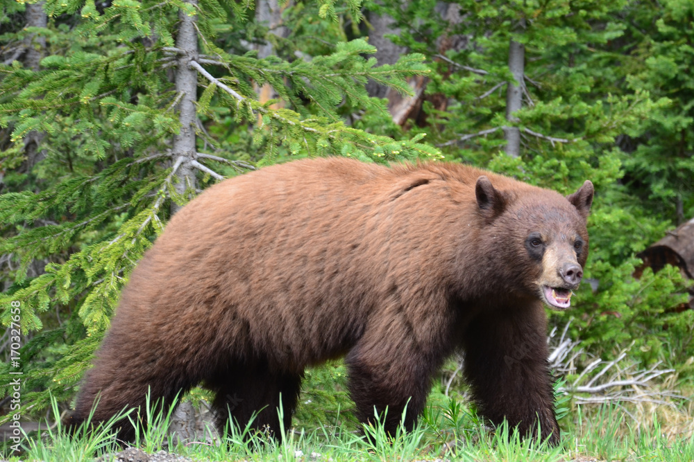 Fototapeta premium Orso Baribal