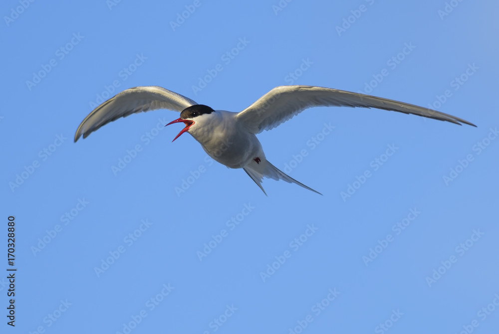 Arctic Tern - Sterna paradisaea, Shetlands, UK Arctic Tern - Sterna paradisaea, Shetlands, UK