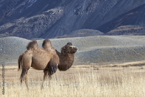 Bactrian Camel, Altai Tavan Bogd National Park, Mongolia	 photo