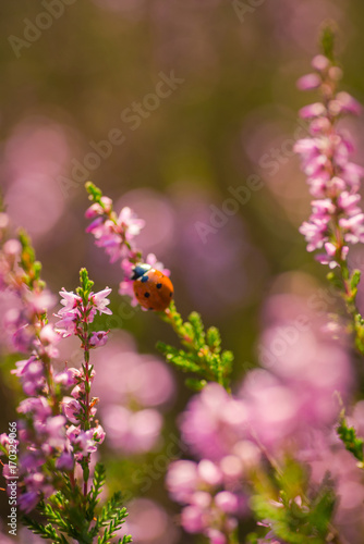 Heather. Ladybug on a bush of wild heather in the forest