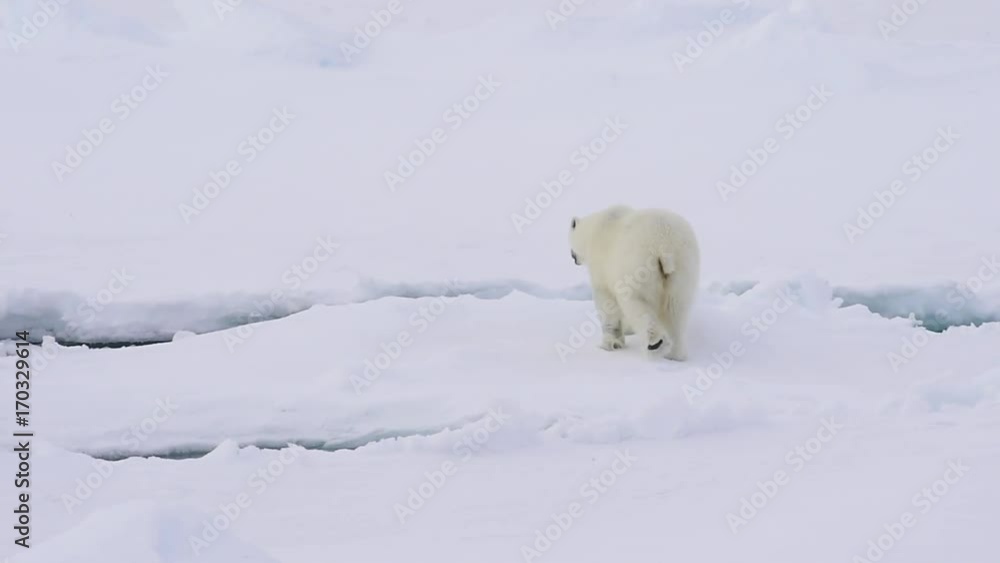 Polar bear walking on the ice. Polar bear walking on the ice.