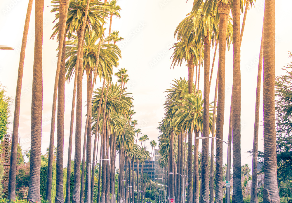 Obraz premium Palmy w Los Angeles