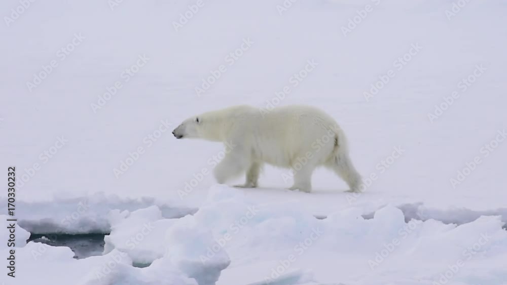 Polar bear walking on the ice. Polar bear walking on the ice.