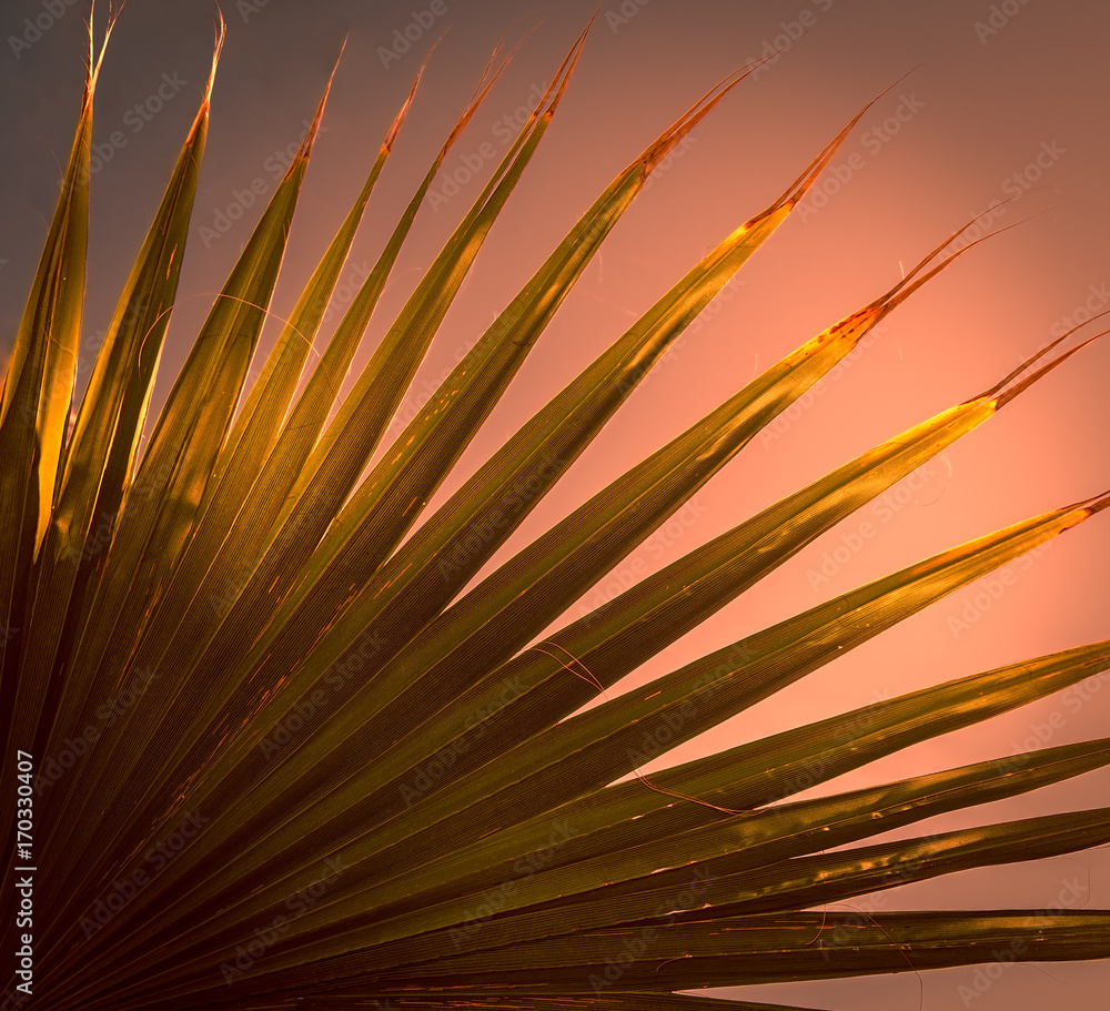 Obraz premium Palm leaf in the sunset.