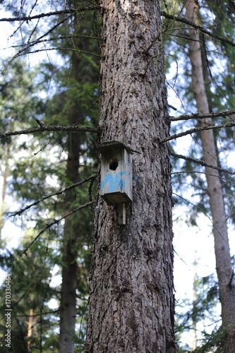 Birdhouse on a pine tree in wild forest.