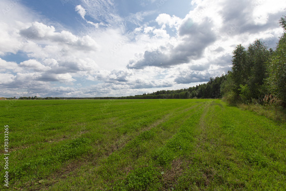Green meadow under the forest Green meadow under the forest