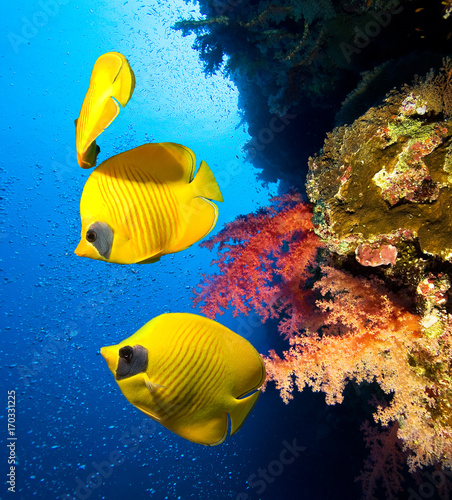 Underwater image of coral reef and School of Masked Butterfly Fish 