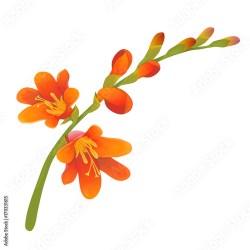 Crocosmia flower branch