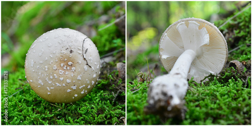 amanita excelsa mushroom photo