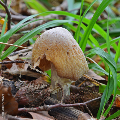 cortinarius caperatus mushroom photo