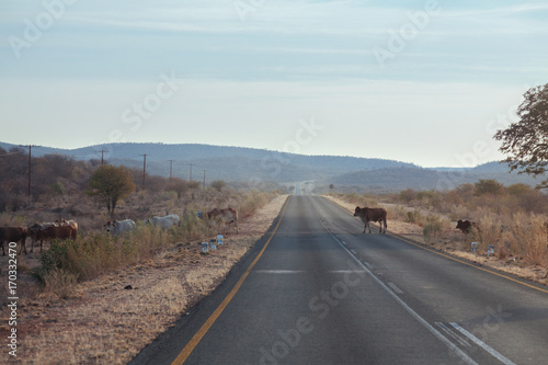 Cow in the road at Namibia desert