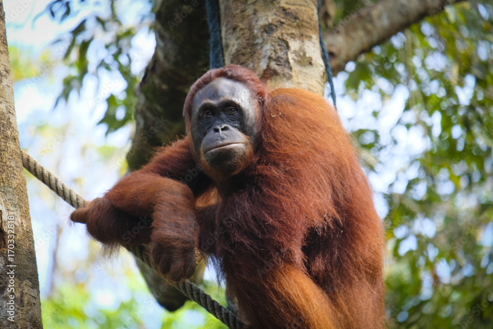 Fototapeta premium Orangutan