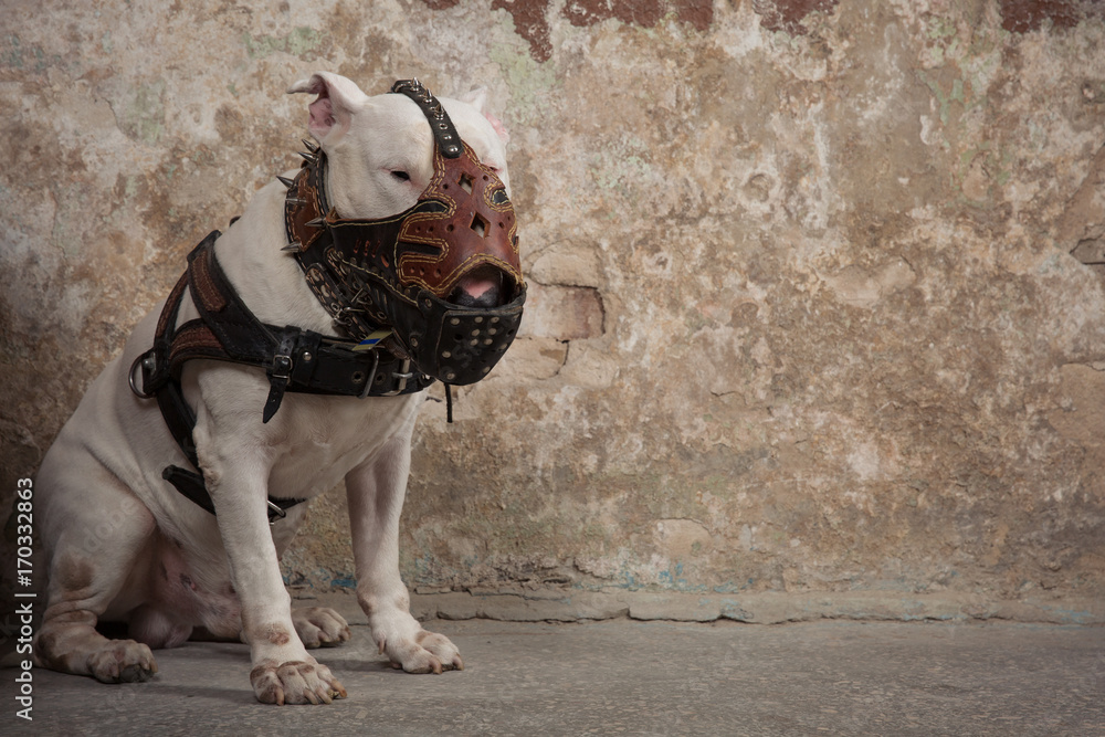 Bull terrier shop muzzle australia