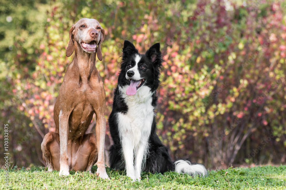 Two obedient dogs sitting Two obedient dogs sitting
