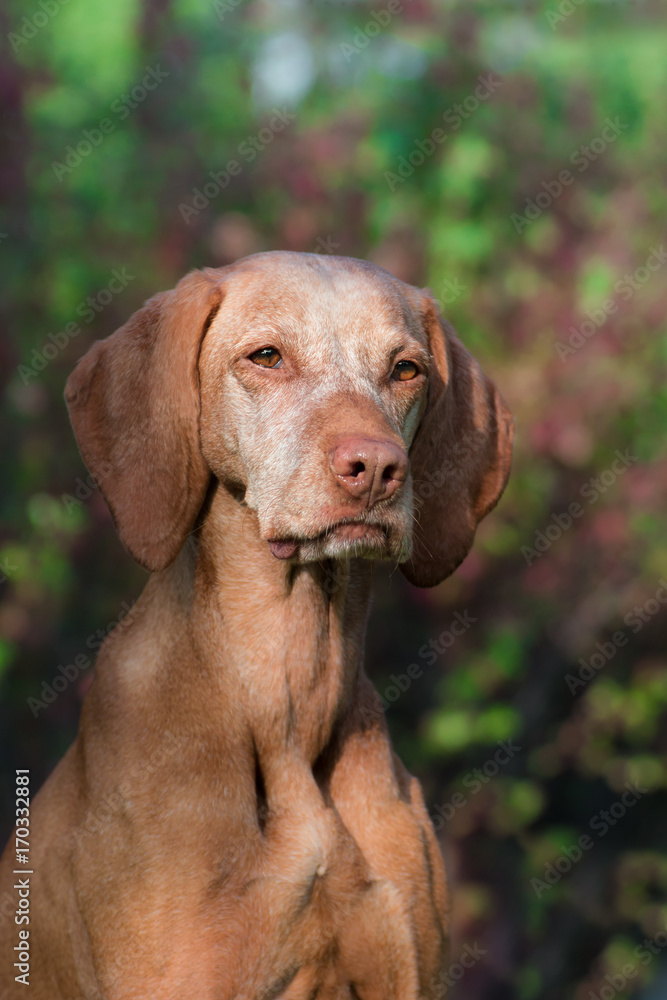 Portrait of a hungarian hound