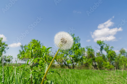 Fototapeta Naklejka Na Ścianę i Meble -  white dandelion in green grass and blue sky with clouds