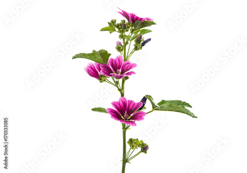 Foto Violet Common Mallow flower (Malva Sylvestris)