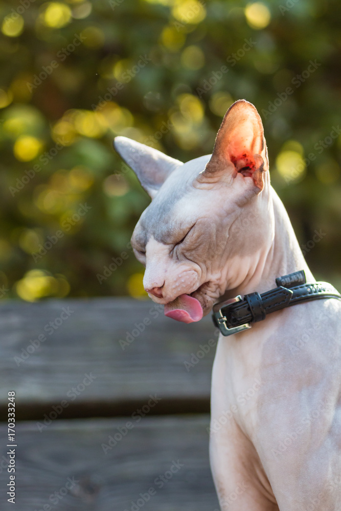 Sphynx cat sticking tongue out