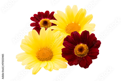 yellow daisy flowers isolated