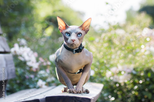 Obraz na plátně Sitting sphynx cat, white roses on background