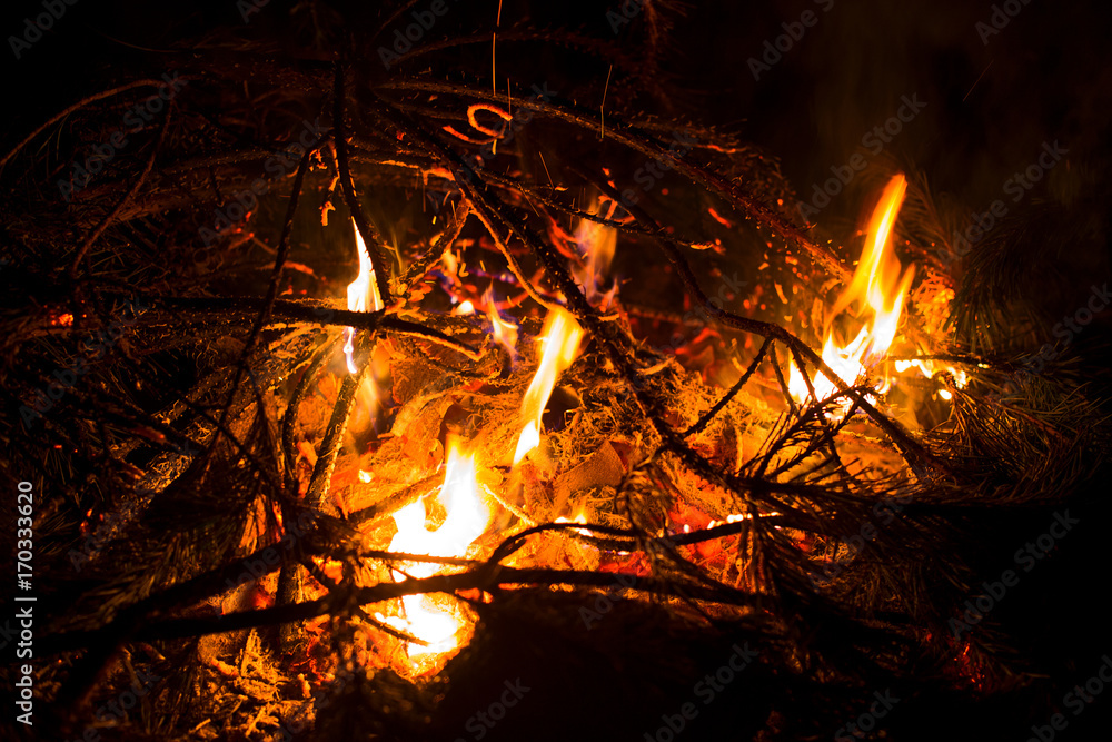 Bonfire in the forest tonight close up